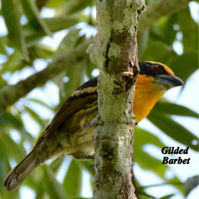 Gilded Barbet